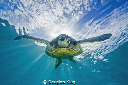 Out of the Light. A green turtle dives from the sunburst ... by Douglas Klug 